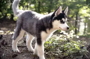 Additional photos: High-breed puppies of the Siberian Husky breed