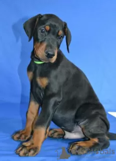 Additional photos: Doberman puppies