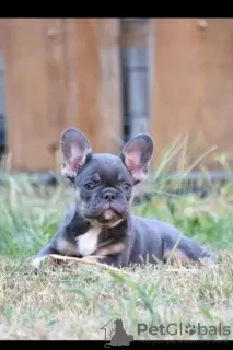 Photo №2 to announcement № 114982 for the sale of french bulldog - buy in Serbia breeder