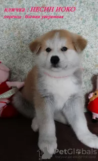 Photo №3. Akita Inu Puppies. Russian Federation