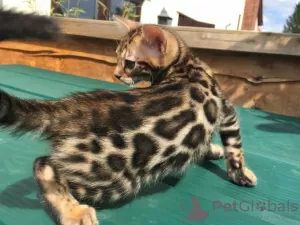 Photo №1. bengal cat - for sale in the city of Troisdorf | 371$ | Announcement № 109224