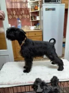 Additional photos: Miniature Schnauzer puppies