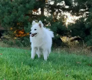 Additional photos: Japanese Spitz