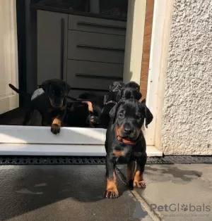 Photo №1. dobermann - for sale in the city of Tampere | Is free | Announcement № 129388