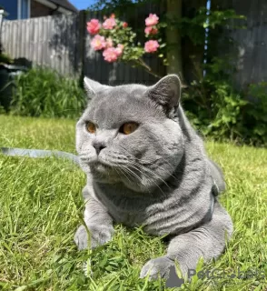 Photo №2 to announcement № 102257 for the sale of british shorthair - buy in United States private announcement, breeder