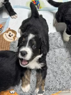 Photo №2 to announcement № 130493 for the sale of bernese mountain dog - buy in Sweden private announcement