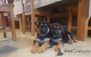 Photo №3. Registered German Shepherd Puppies. Germany