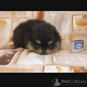 Photo №2 to announcement № 15544 for the sale of pomeranian - buy in Russian Federation from nursery