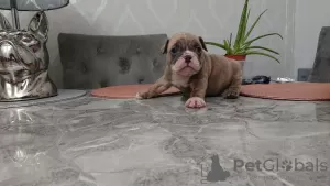 Photo №3. Beautiful English Bulldog puppies available. Germany