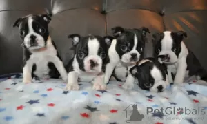 Photo №1. boston terrier - for sale in the city of Gelsenkirchen | Is free | Announcement № 83604