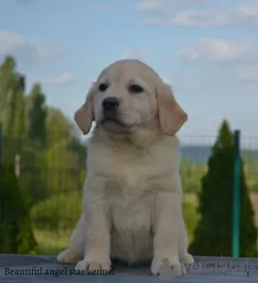 Photo №3. Labrador retrievers. Serbia