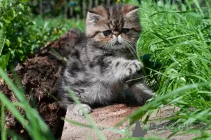 Photo №2 to announcement № 6840 for the sale of exotic shorthair - buy in Belarus private announcement