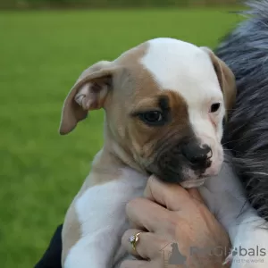 Photo №1. american bulldog - for sale in the city of Cape Coral | 670$ | Announcement № 18604