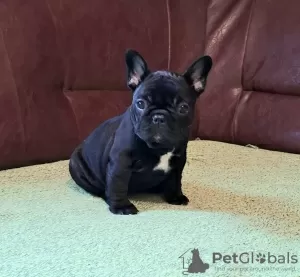 Additional photos: French bulldog puppies