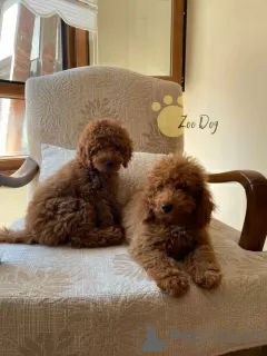 Additional photos: Toy poodle puppies for sale. Miniature poodle