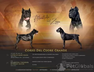 Additional photos: Cane Corso Female