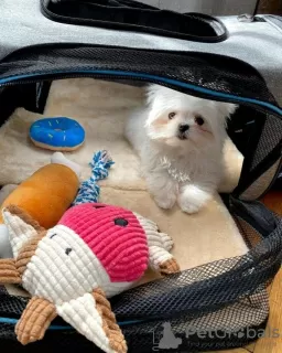 Photo №2 to announcement № 129915 for the sale of maltese dog - buy in Germany private announcement