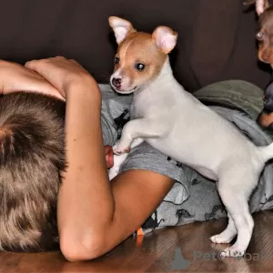 Photo №3. Toy fox terrier puppy. Russian Federation