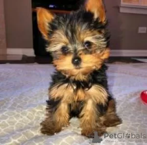 Photo №3. Toy teacup Yorkshire Terrier puppies. Finland