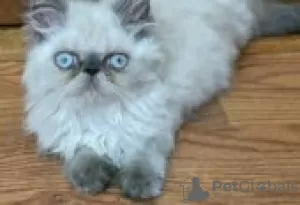 Photo №2 to announcement № 128527 for the sale of exotic shorthair - buy in Finland breeder