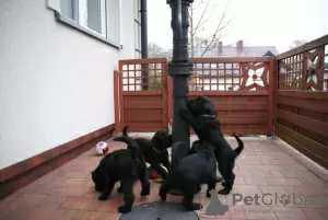 Additional photos: Medium Schnauzer black FCI pedigree puppies