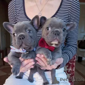 Photo №2 to announcement № 129933 for the sale of french bulldog - buy in Germany private announcement