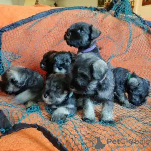 Additional photos: Miniature Schnauzer puppies