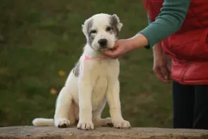 Additional photos: Central Asian Shepherd Puppy White-Tiger Girl