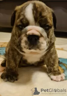 Additional photos: English bulldog boy