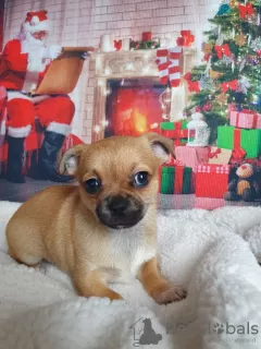 Additional photos: Chihuahua is the cutest and smartest puppy.