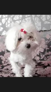 Additional photos: Maltese Puppies (Maltese)