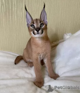 Photo №1. caracal - for sale in the city of Capitol Hill | negotiated | Announcement № 99623