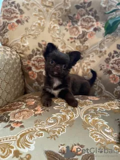 Photo №2 to announcement № 13353 for the sale of chihuahua - buy in Belarus breeder