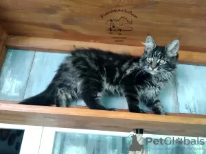 Additional photos: Maine Coon kittens