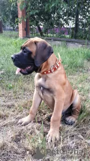 Additional photos: Bullmastiff puppies