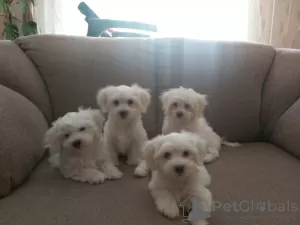 Photo №1. maltese dog - for sale in the city of Haliampolis | 370$ | Announcement № 37101