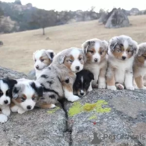 Photo №1. australian shepherd - for sale in the city of Flensburg | 211$ | Announcement № 83216