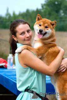 Photo №3. Shiba Inu puppies from a breeder. Russian Federation