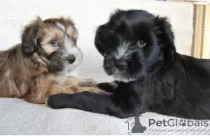 Additional photos: Tibetan terrier puppies.