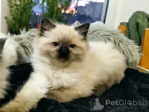 Photo №2 to announcement № 34468 for the sale of ragdoll - buy in Poland breeder