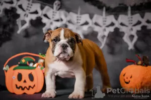 Photo №4. I will sell english bulldog in the city of Odessa. from nursery, breeder - price - 600$