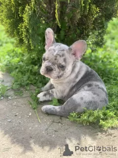 Additional photos: Hello french bulldog puppies for sale.