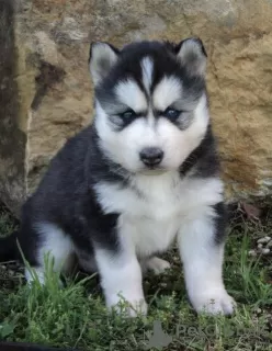 Photo №1. siberian husky - for sale in the city of Geneva | Is free | Announcement № 128855