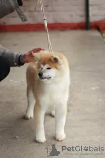 Additional photos: Akita Inu