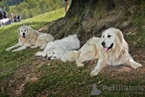 Photo №3. Maremma sheepdog. United Kingdom