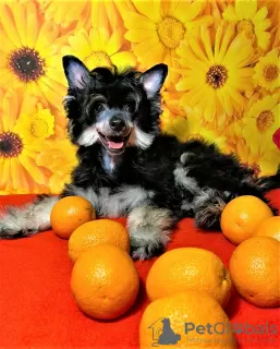 Photo №1. chinese crested dog - for sale in the city of Москва | negotiated | Announcement № 1352