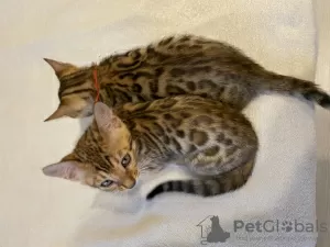 Photo №1. bengal cat - for sale in the city of Ufa | 246$ | Announcement № 18925