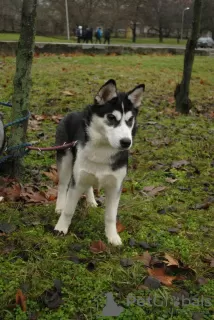 Photo №2 to announcement № 9131 for the sale of siberian husky - buy in Ukraine private announcement, breeder