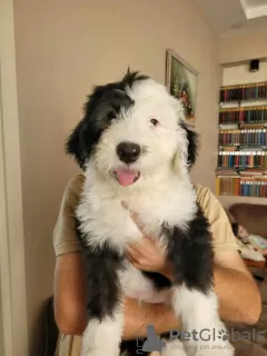 Photo №3. The Old English Sheepdog puppies. Georgia