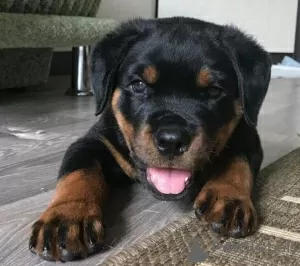 Photo №1. rottweiler - for sale in the city of Эспоо | negotiated | Announcement № 41394